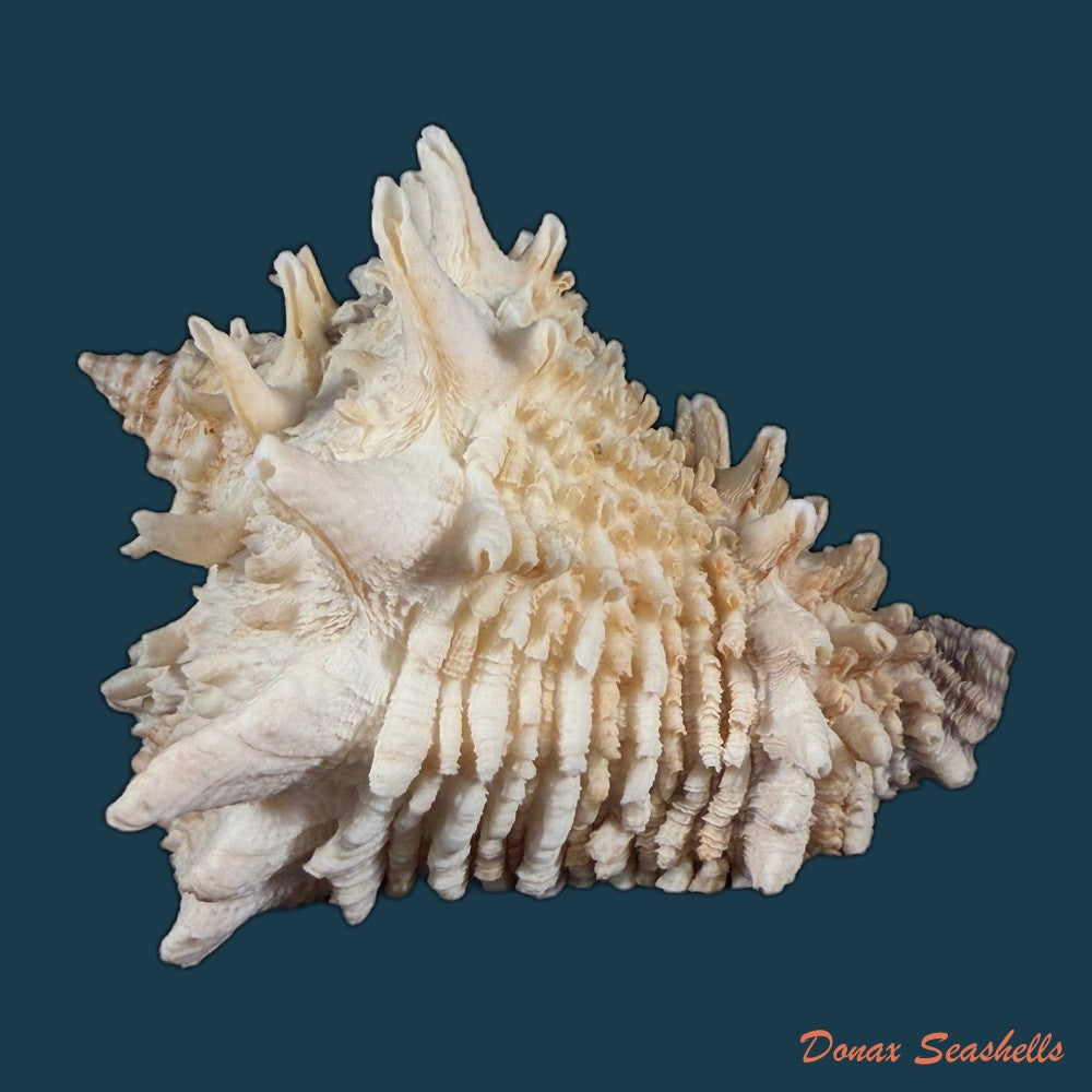 aristovasum-cassiforme-kiener-1840-108-3mm-copia