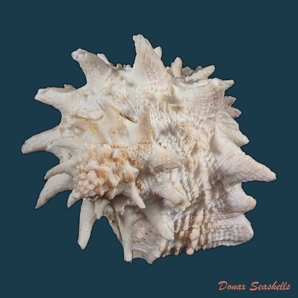 aristovasum-cassiforme-kiener-1840-108-3mm-copia