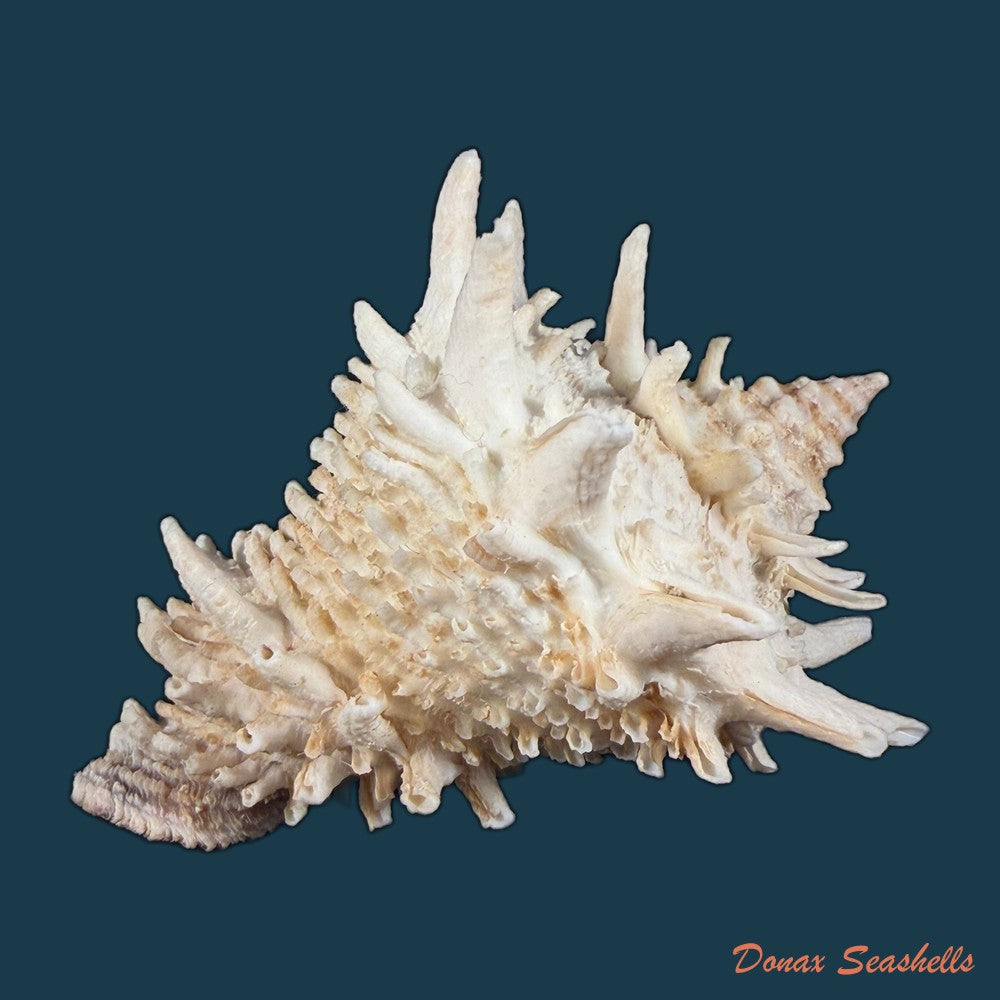 aristovasum-cassiforme-kiener-1840-108-3mm-copia