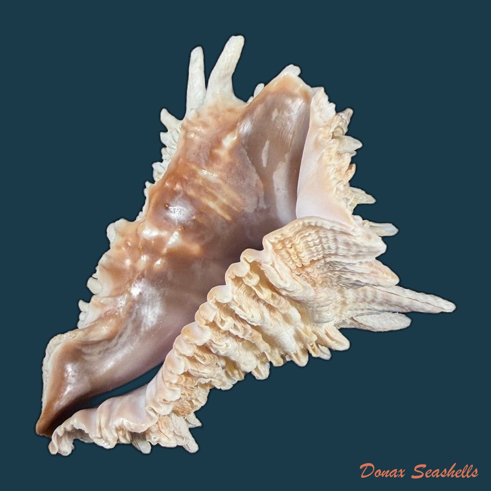 aristovasum-cassiforme-kiener-1840-108-3mm-copia