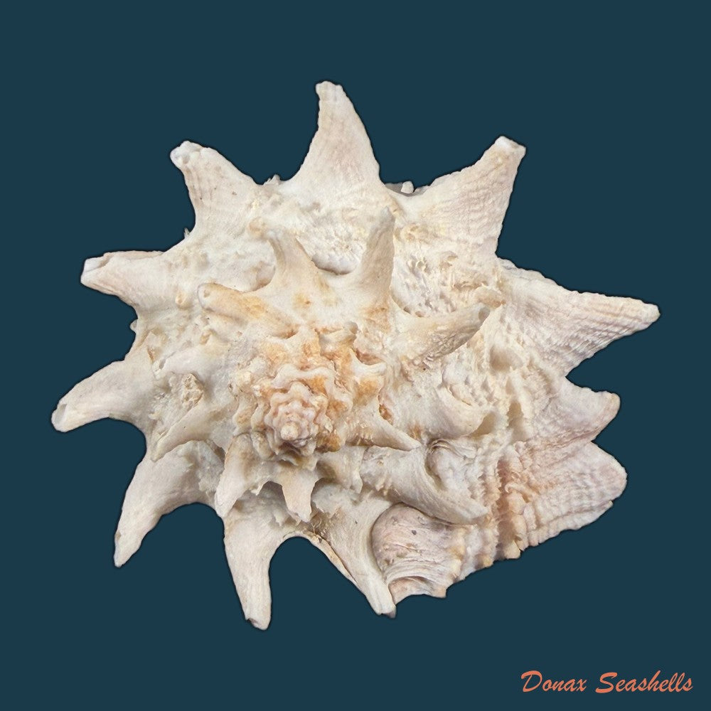aristovasum-cassiforme-kiener-1840-108-3mm-copia