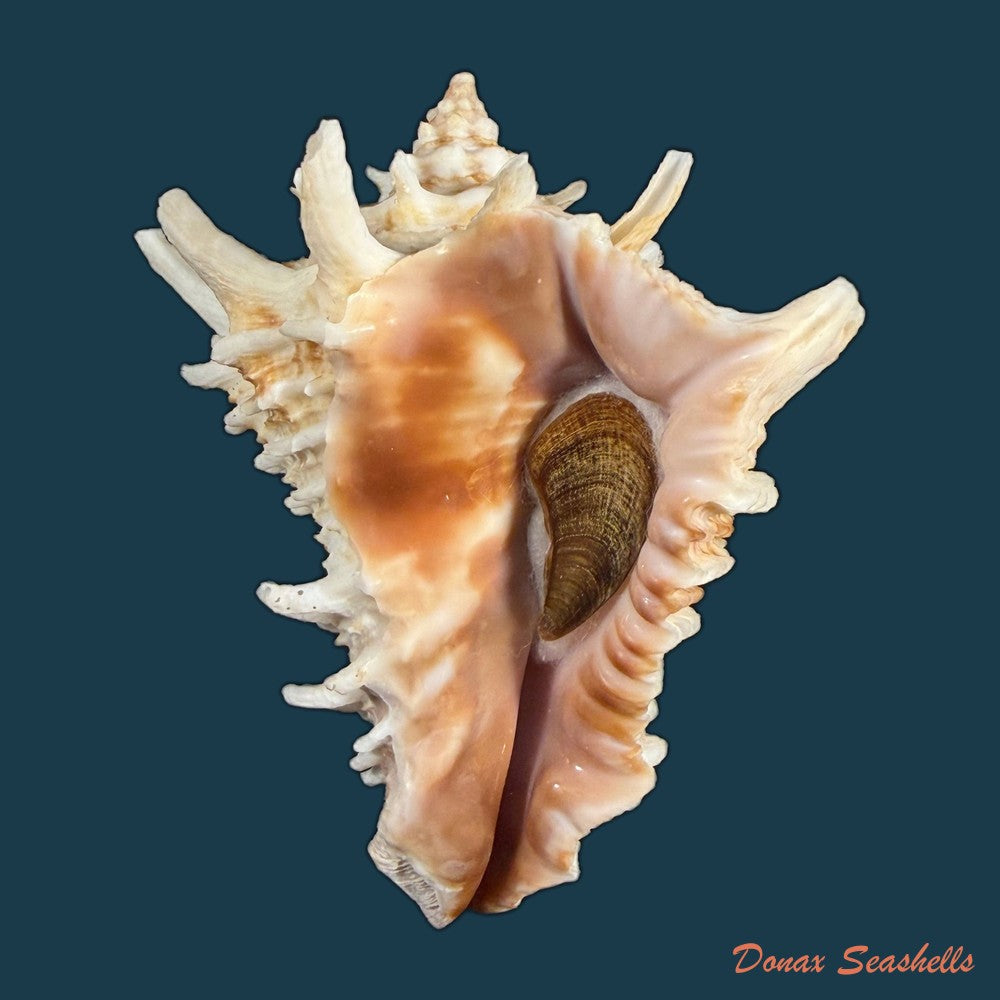 aristovasum-cassiforme-kiener-1840-108mm-copia
