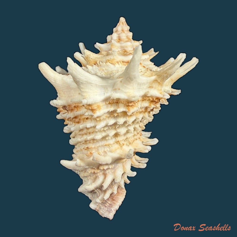 aristovasum-cassiforme-kiener-1840-108mm-copia