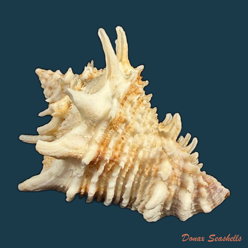 aristovasum-cassiforme-kiener-1840-108mm-copia