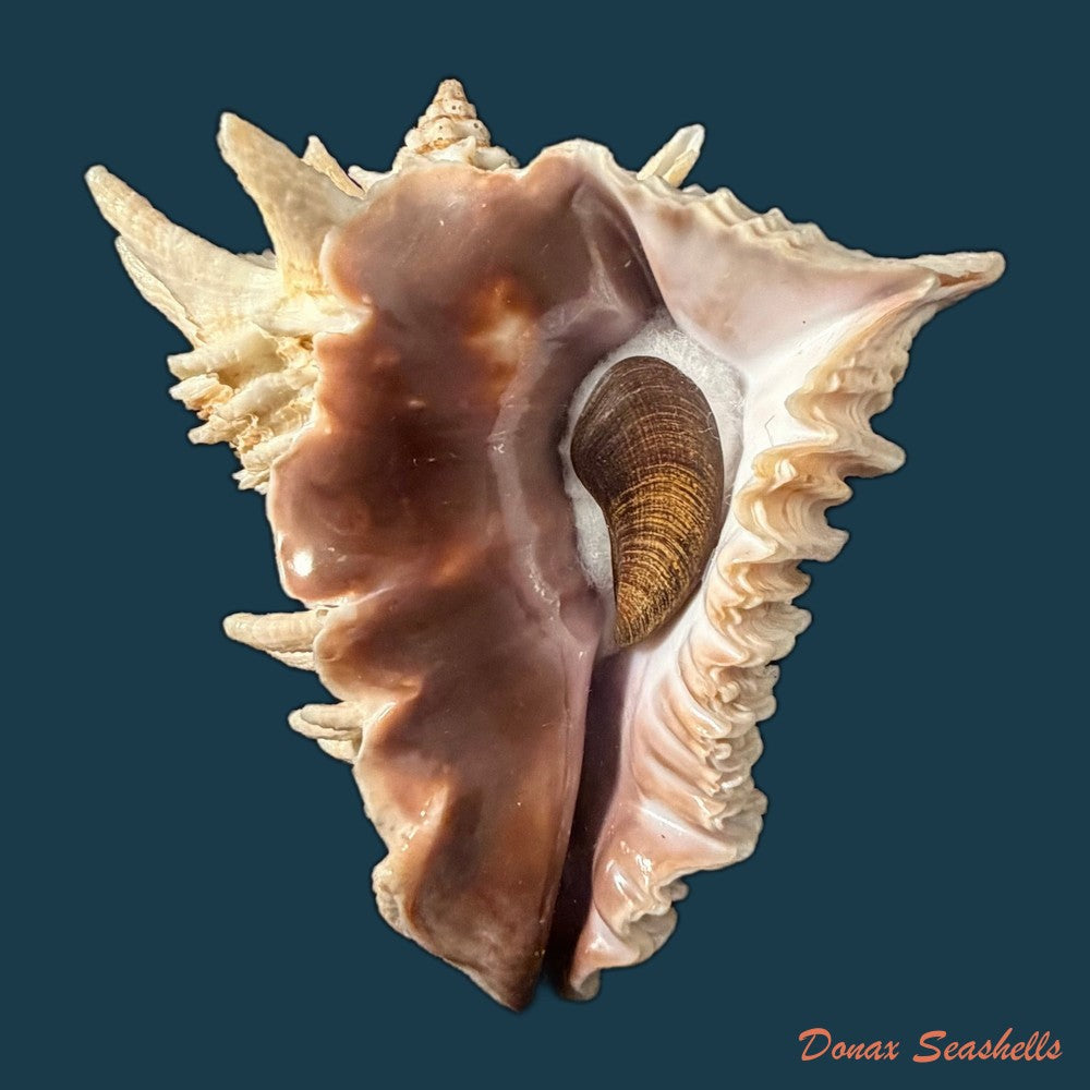 aristovasum-cassiforme-kiener-1840-65-3mm-copia-1