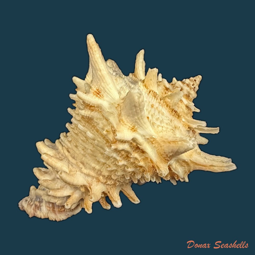 aristovasum-cassiforme-kiener-1840-65-3mm-copia-1