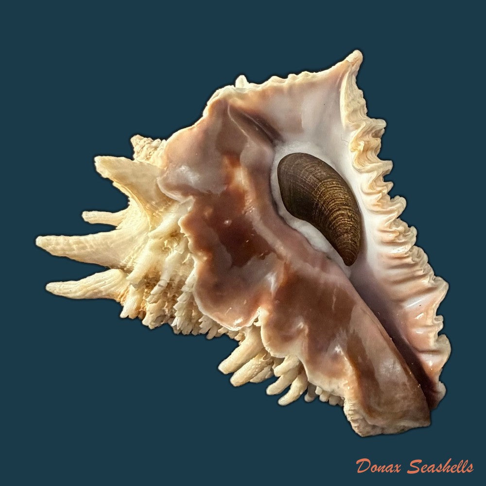 aristovasum-cassiforme-kiener-1840-65-3mm-copia-1