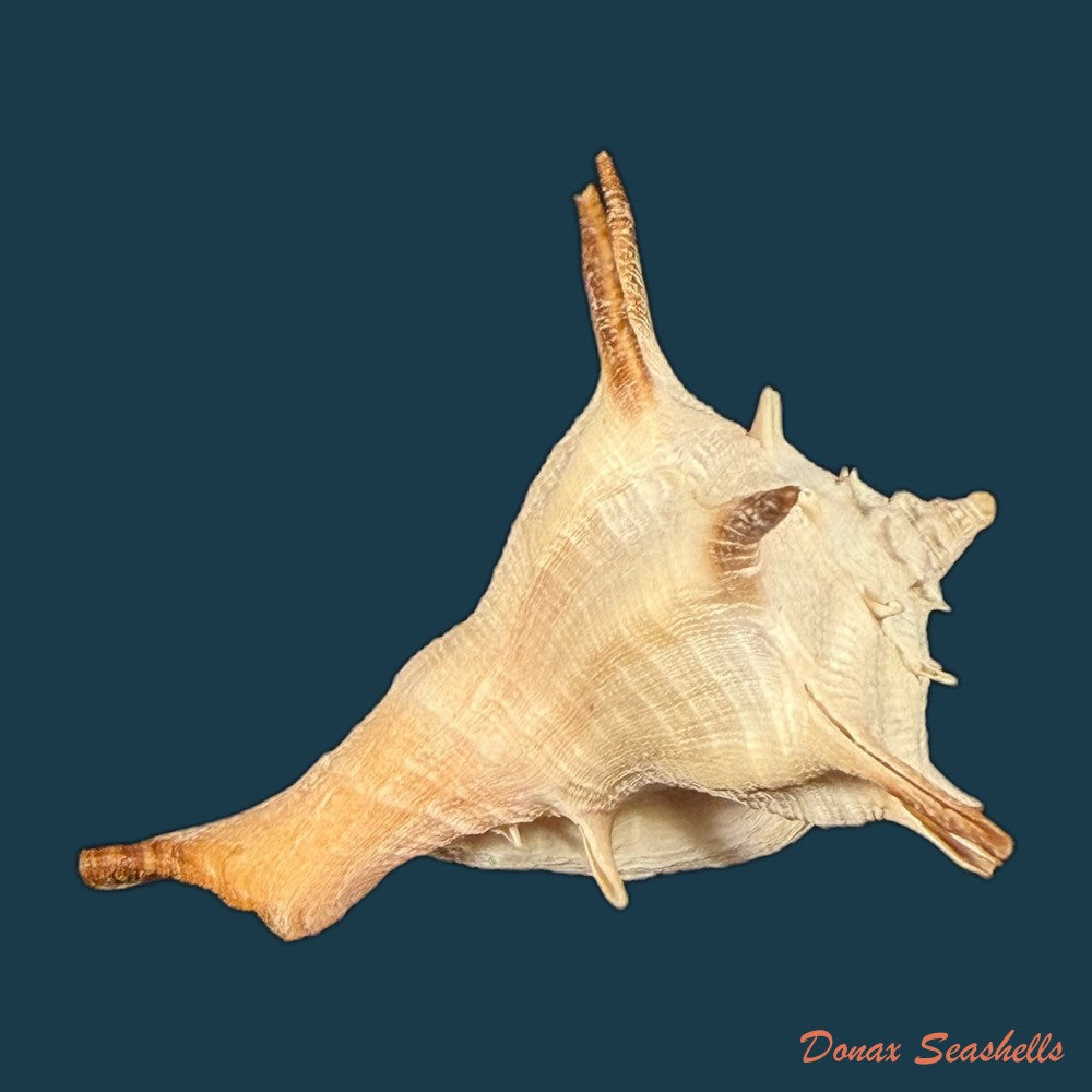 aristovasum-cassiforme-kiener-1840-65-3mm-copia