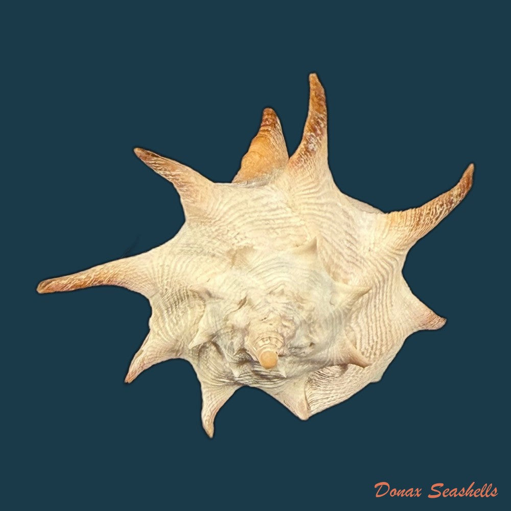 aristovasum-cassiforme-kiener-1840-65-3mm-copia
