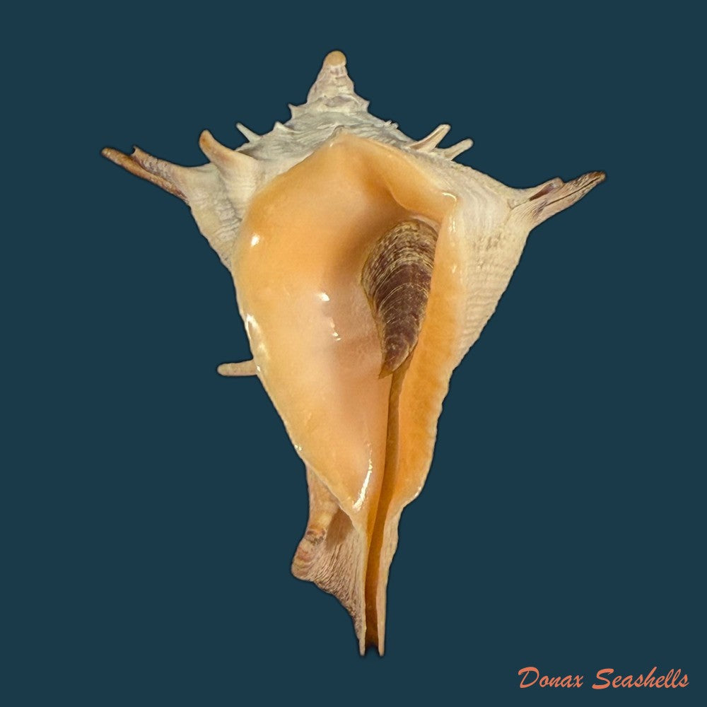 aristovasum-cassiforme-kiener-1840-65-3mm-copia