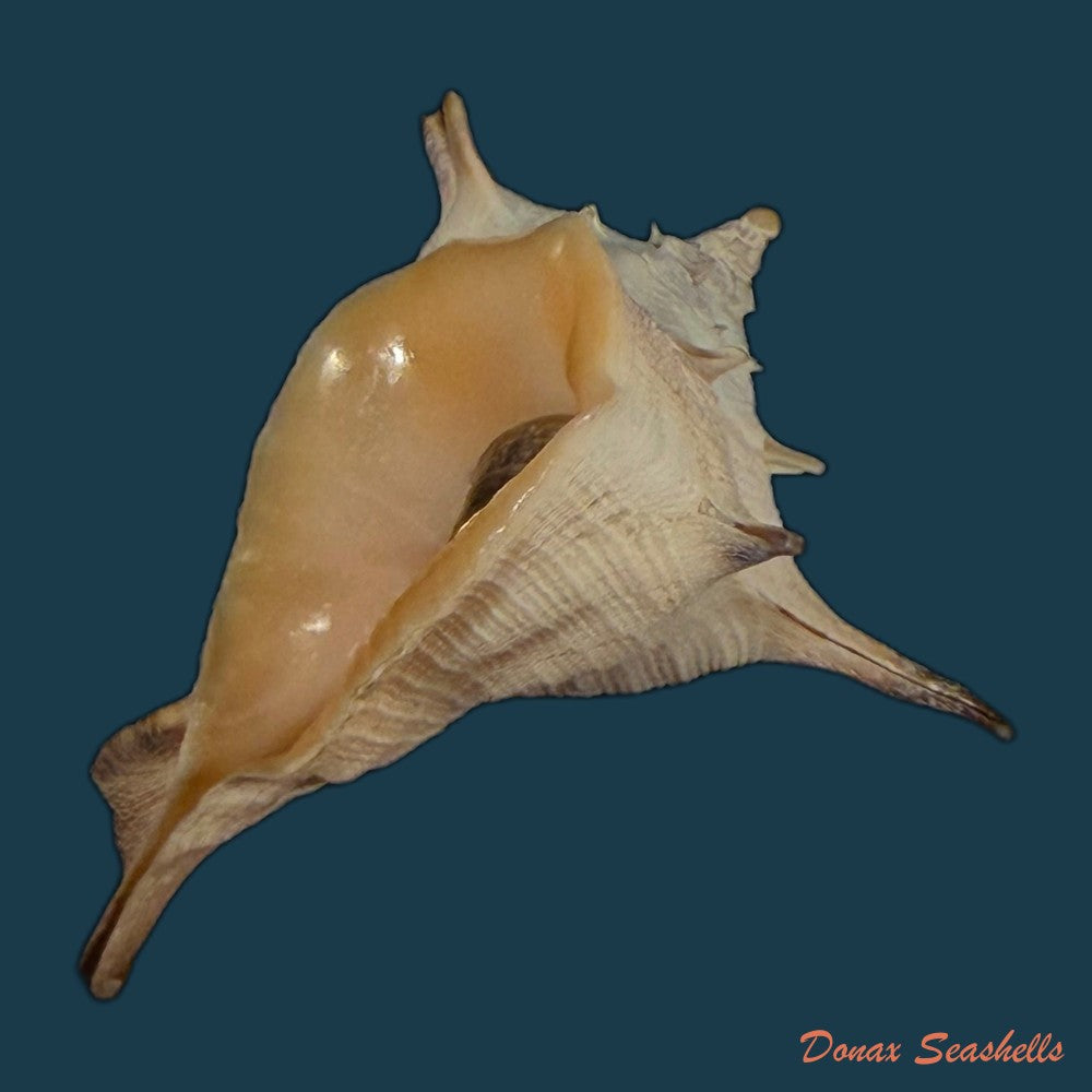 aristovasum-cassiforme-kiener-1840-65-3mm-copia
