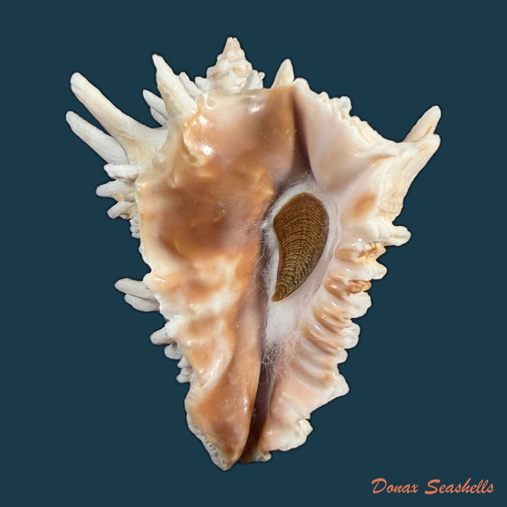 aristovasum-cassiforme-kiener-1840-68-9mm-copia