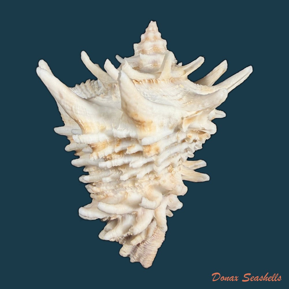 aristovasum-cassiforme-kiener-1840-68-9mm-copia