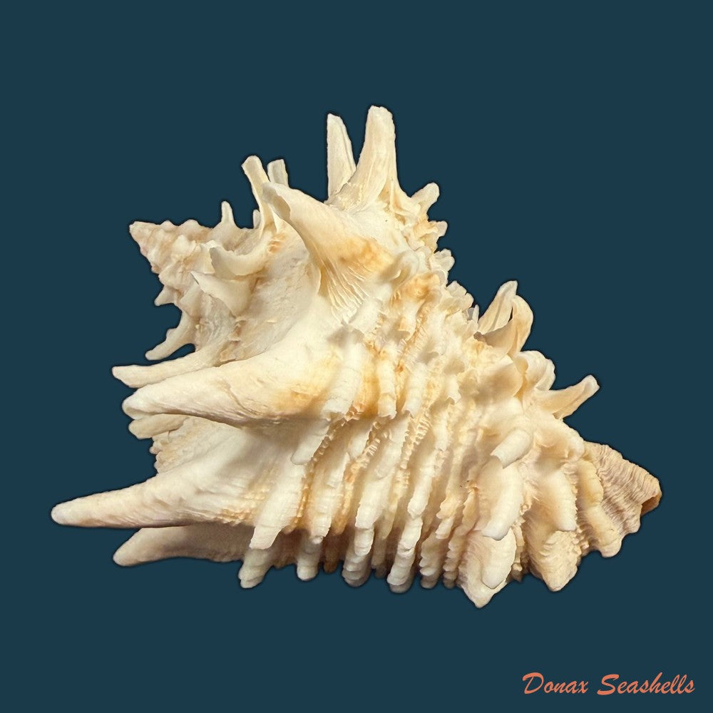aristovasum-cassiforme-kiener-1840-68-9mm-copia