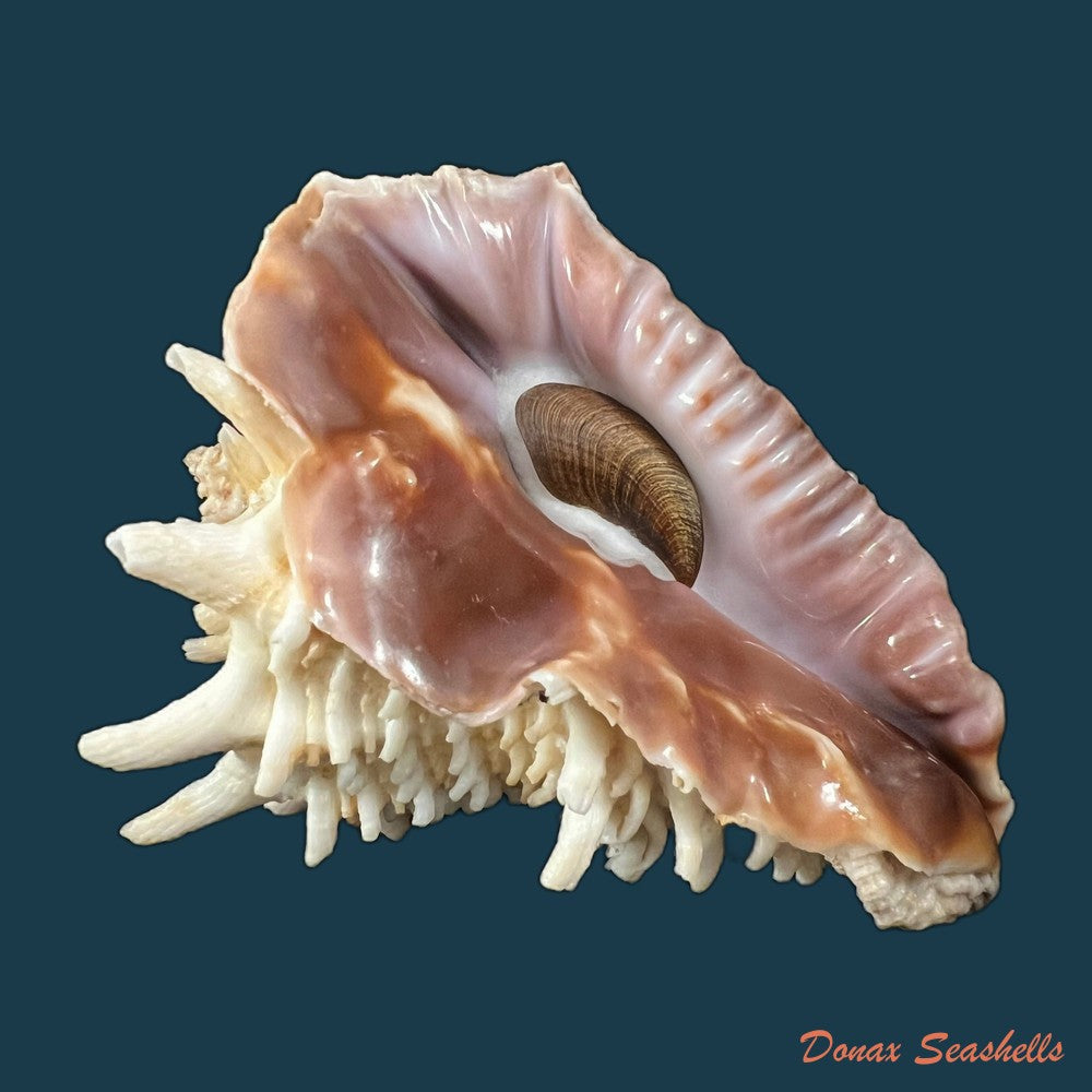aristovasum-cassiforme-kiener-1840-84-6mm-copia-1