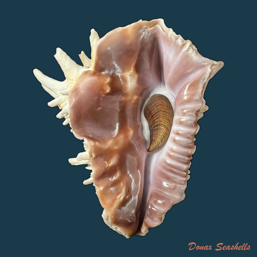 aristovasum-cassiforme-kiener-1840-84-6mm-copia-1