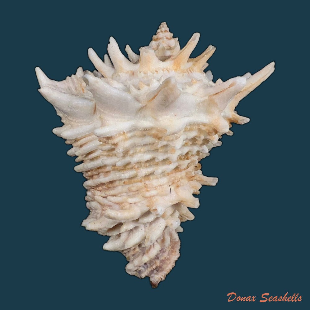 aristovasum-cassiforme-kiener-1840-84-6mm-copia-1