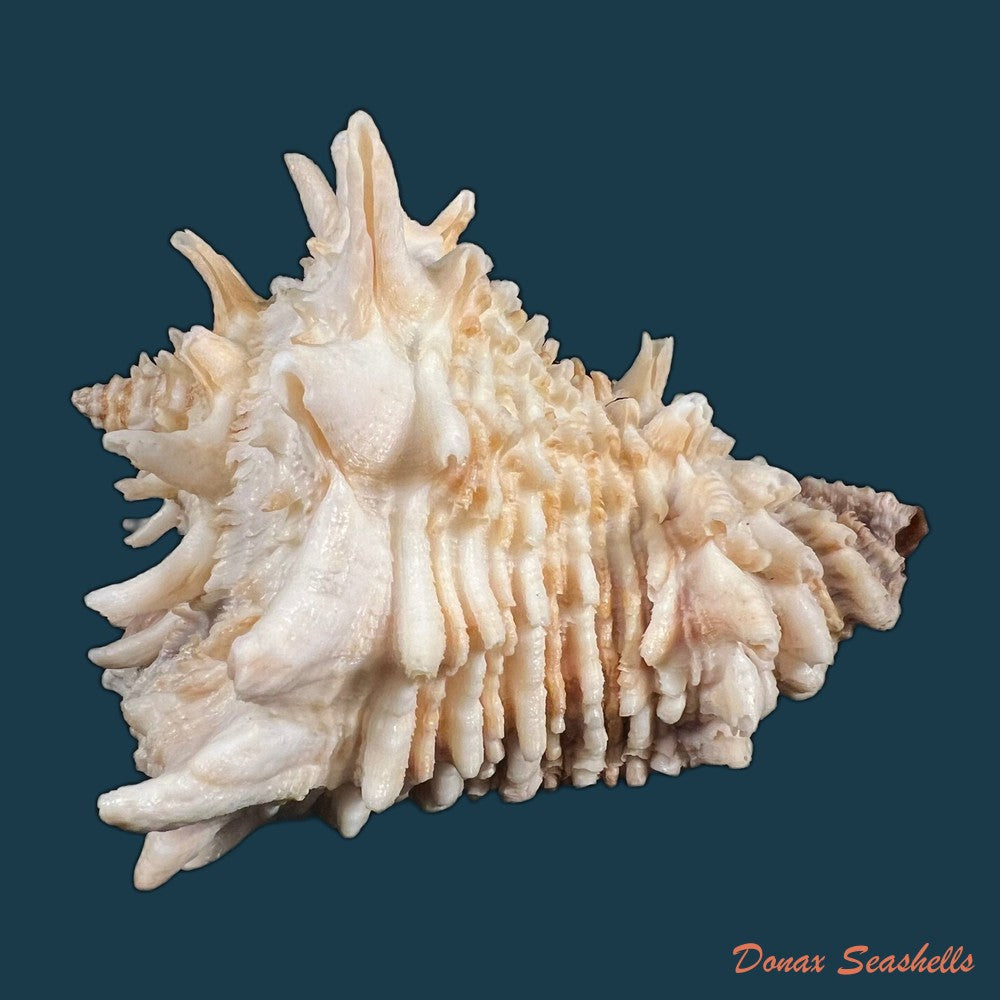 aristovasum-cassiforme-kiener-1840-84-6mm-copia-1