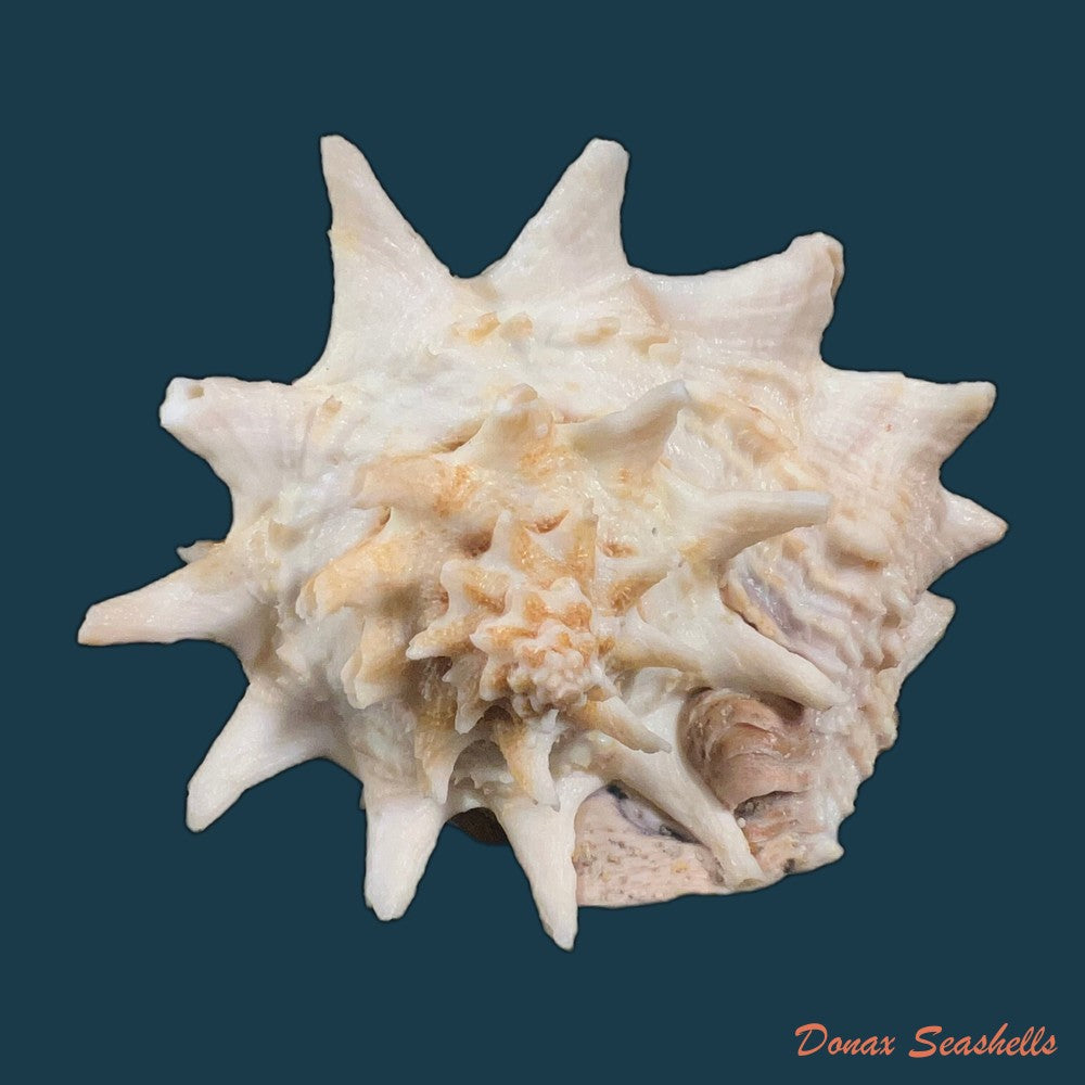 aristovasum-cassiforme-kiener-1840-84-6mm-copia-1