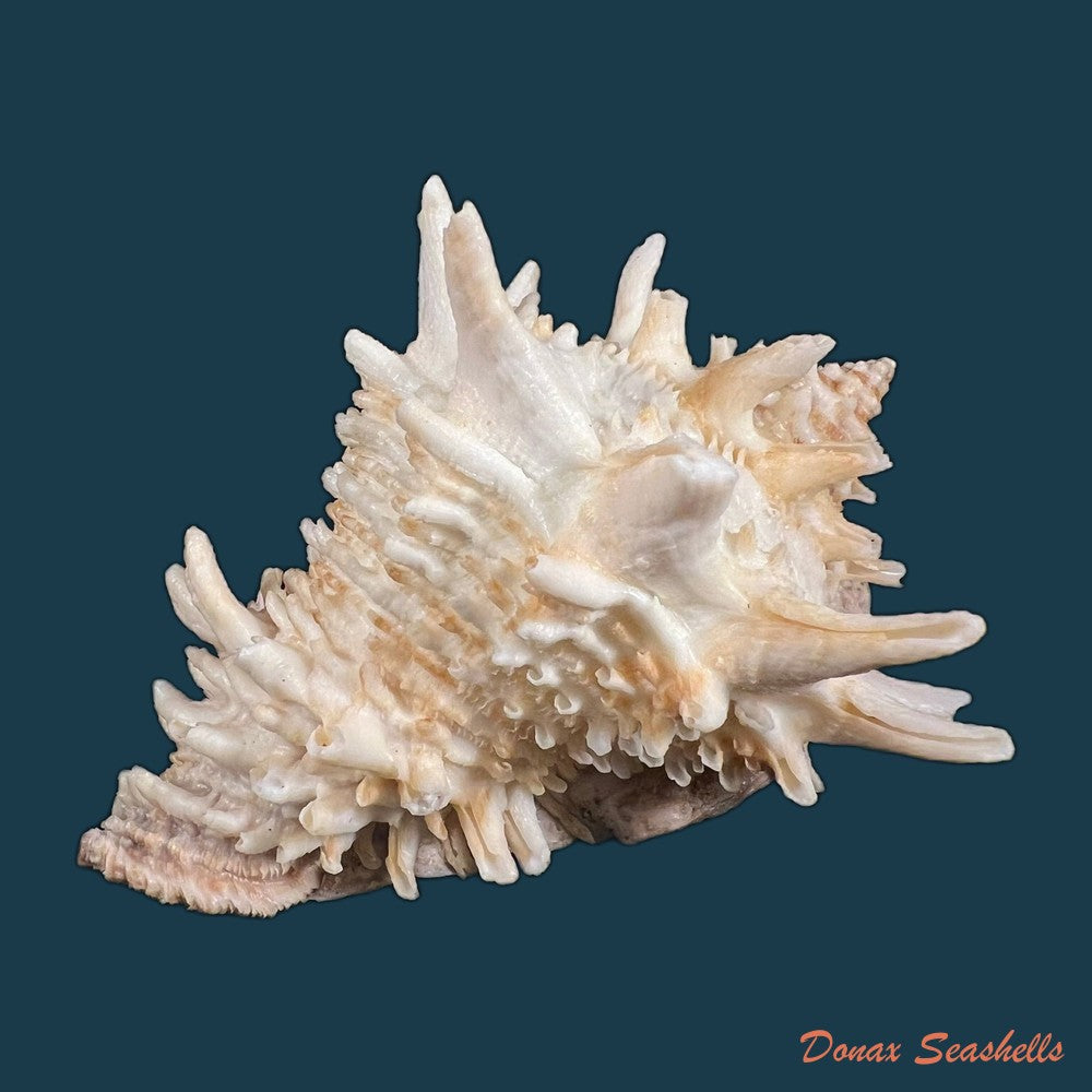 aristovasum-cassiforme-kiener-1840-84-6mm-copia-1