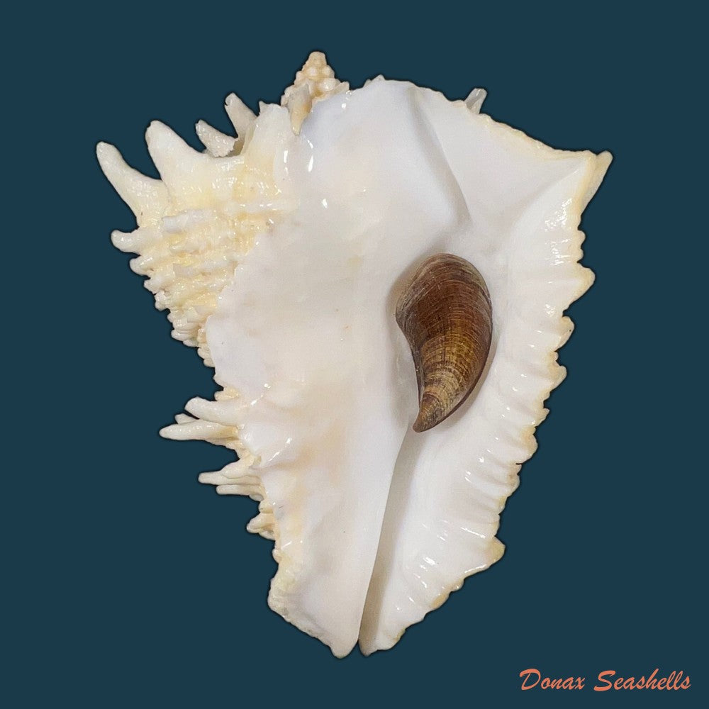 aristovasum-cassiforme-kiener-1840-84-6mm-copia