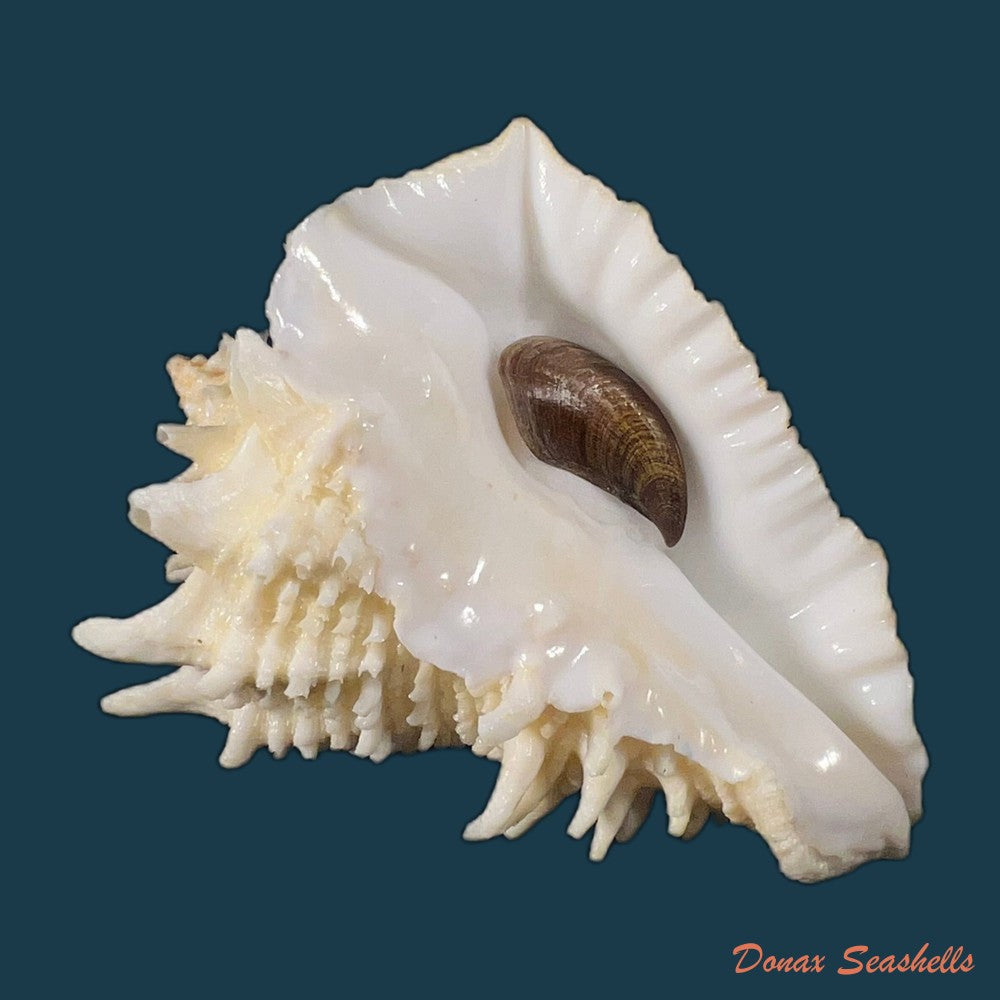 aristovasum-cassiforme-kiener-1840-84-6mm-copia