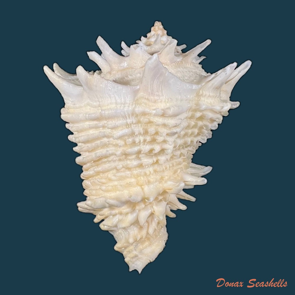 aristovasum-cassiforme-kiener-1840-84-6mm-copia