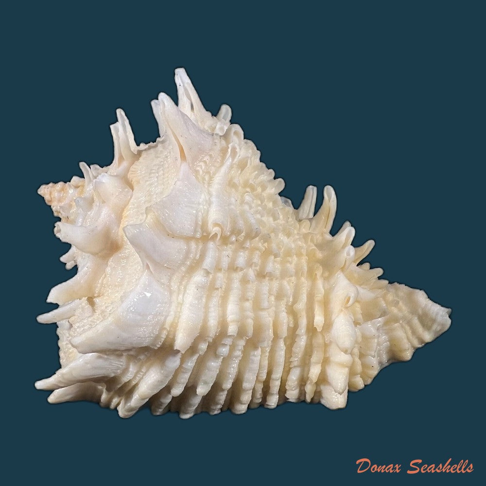 aristovasum-cassiforme-kiener-1840-84-6mm-copia
