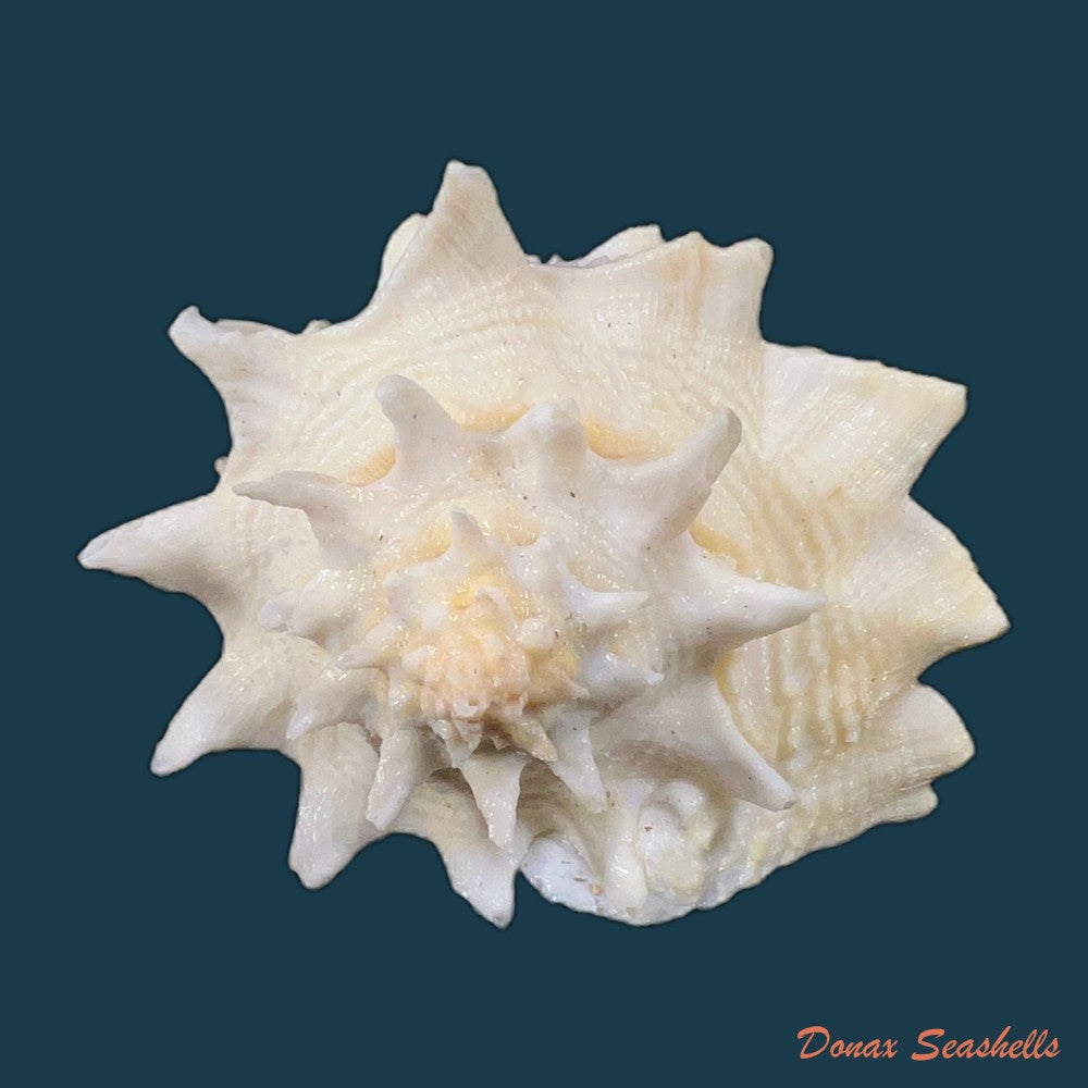 aristovasum-cassiforme-kiener-1840-84-6mm-copia