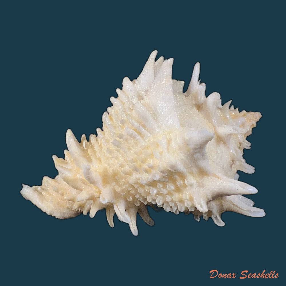 aristovasum-cassiforme-kiener-1840-84-6mm-copia