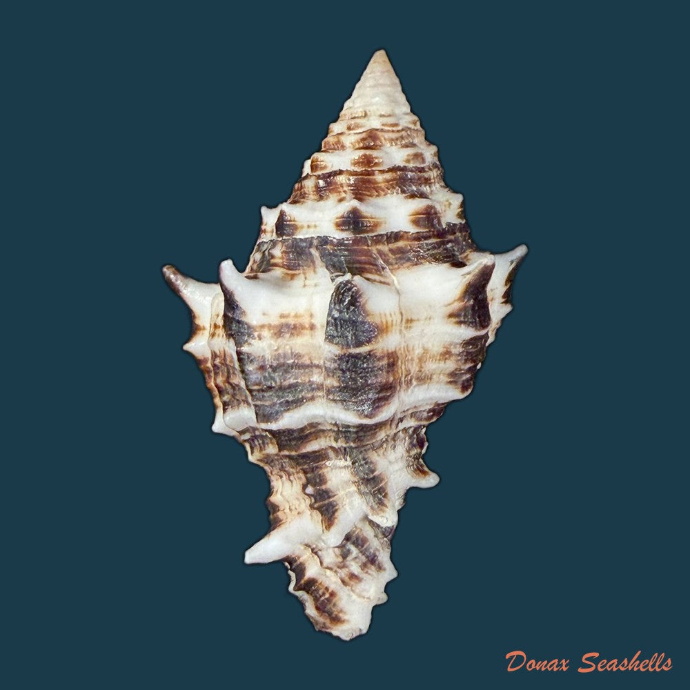 aristovasum-cassiforme-kiener-1840-91-4mm-copia