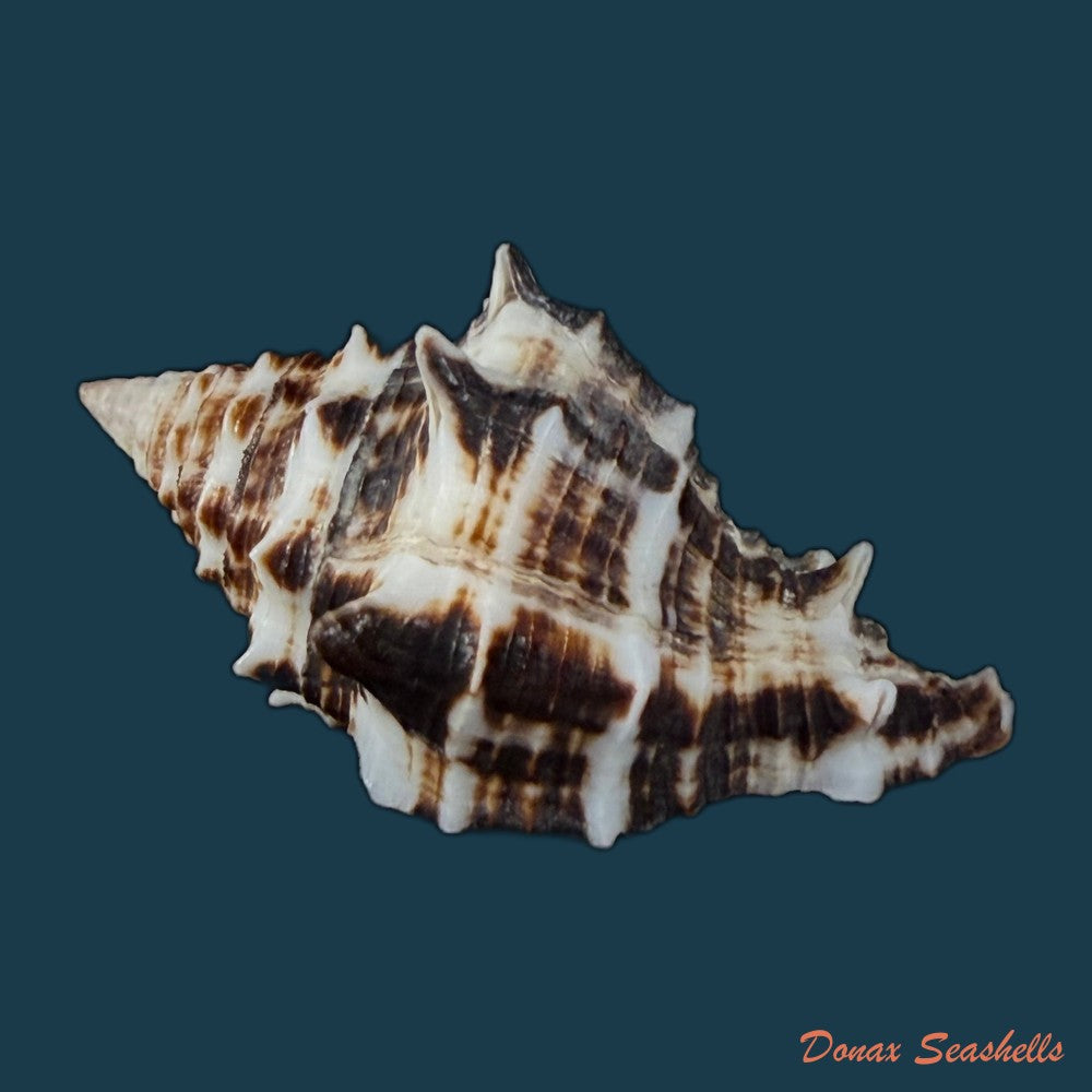 aristovasum-cassiforme-kiener-1840-91-4mm-copia