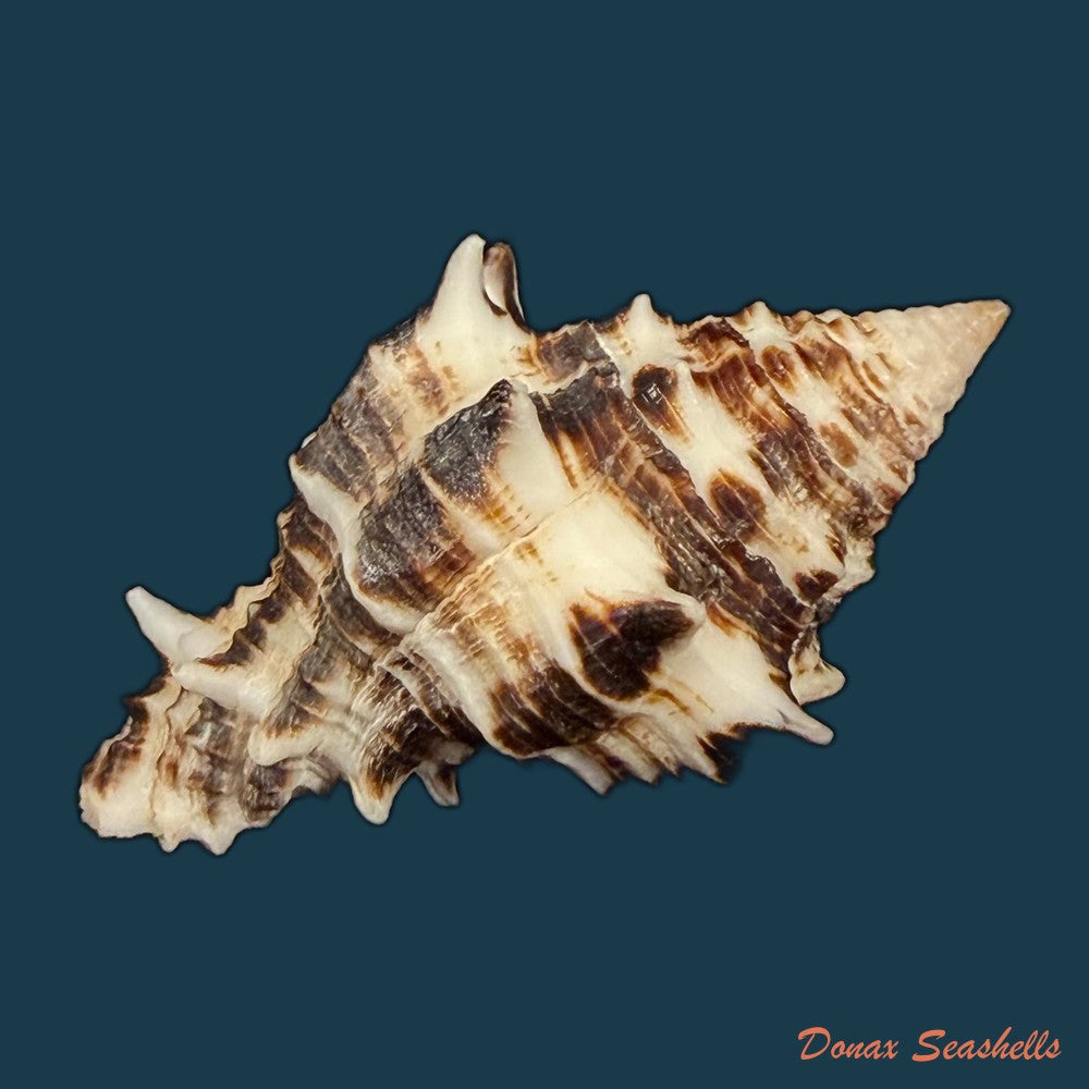 aristovasum-cassiforme-kiener-1840-91-4mm-copia