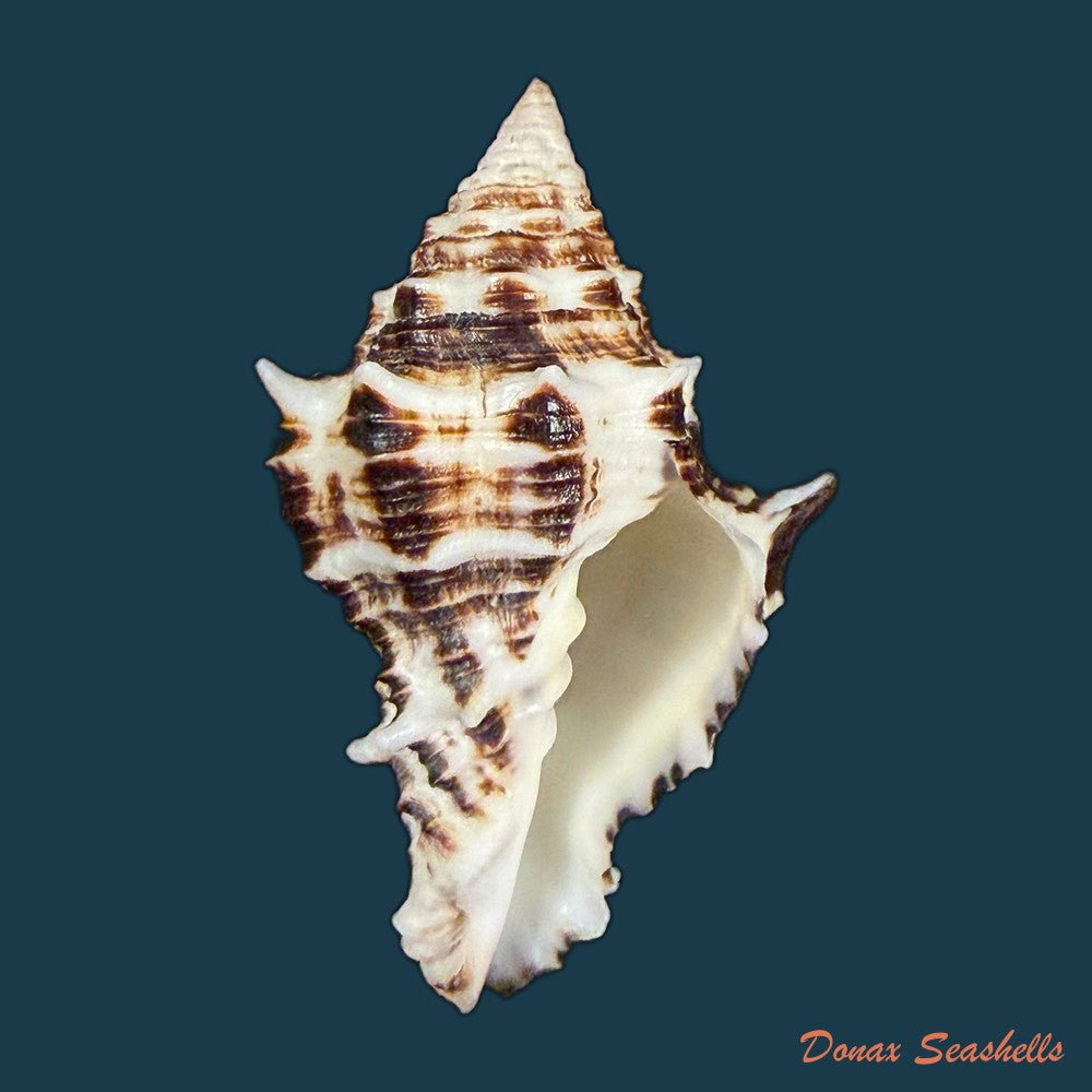 aristovasum-cassiforme-kiener-1840-91-4mm-copia