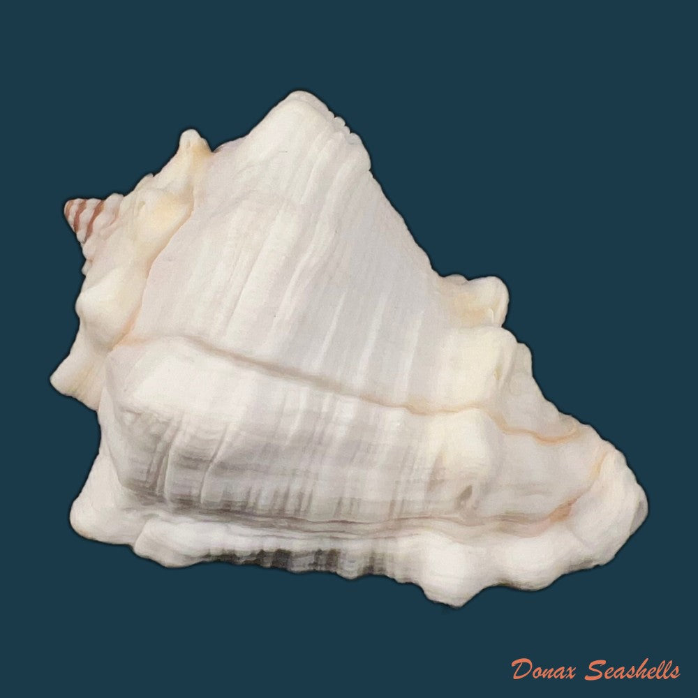 aristovasum-cassiforme-kiener-1840-91-5mm-copia