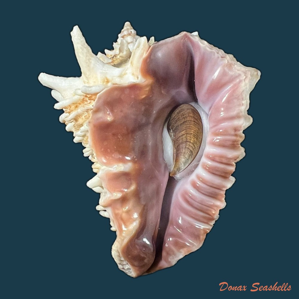 aristovasum-cassiforme-kiener-1840-93-3mm-copia