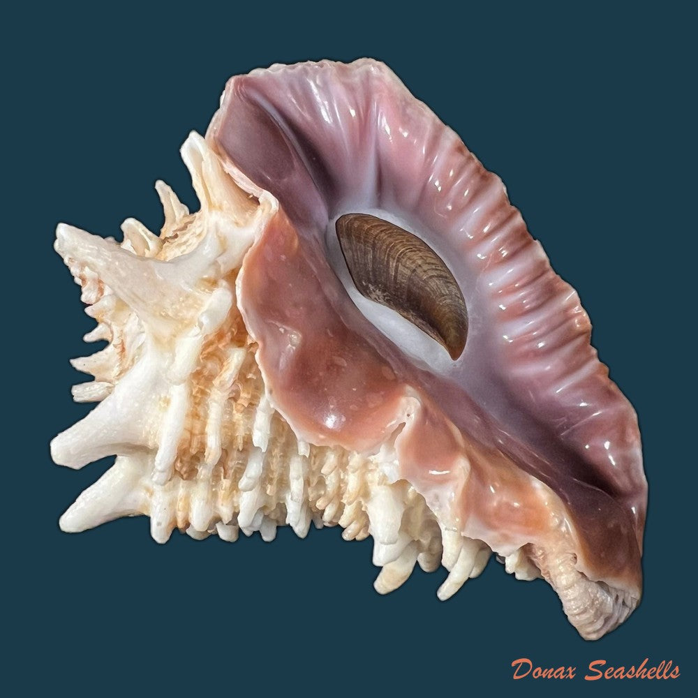 aristovasum-cassiforme-kiener-1840-93-3mm-copia