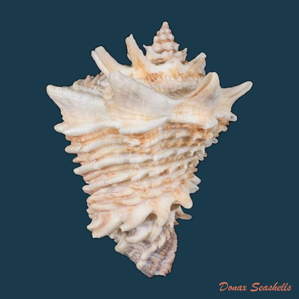 aristovasum-cassiforme-kiener-1840-93-3mm-copia