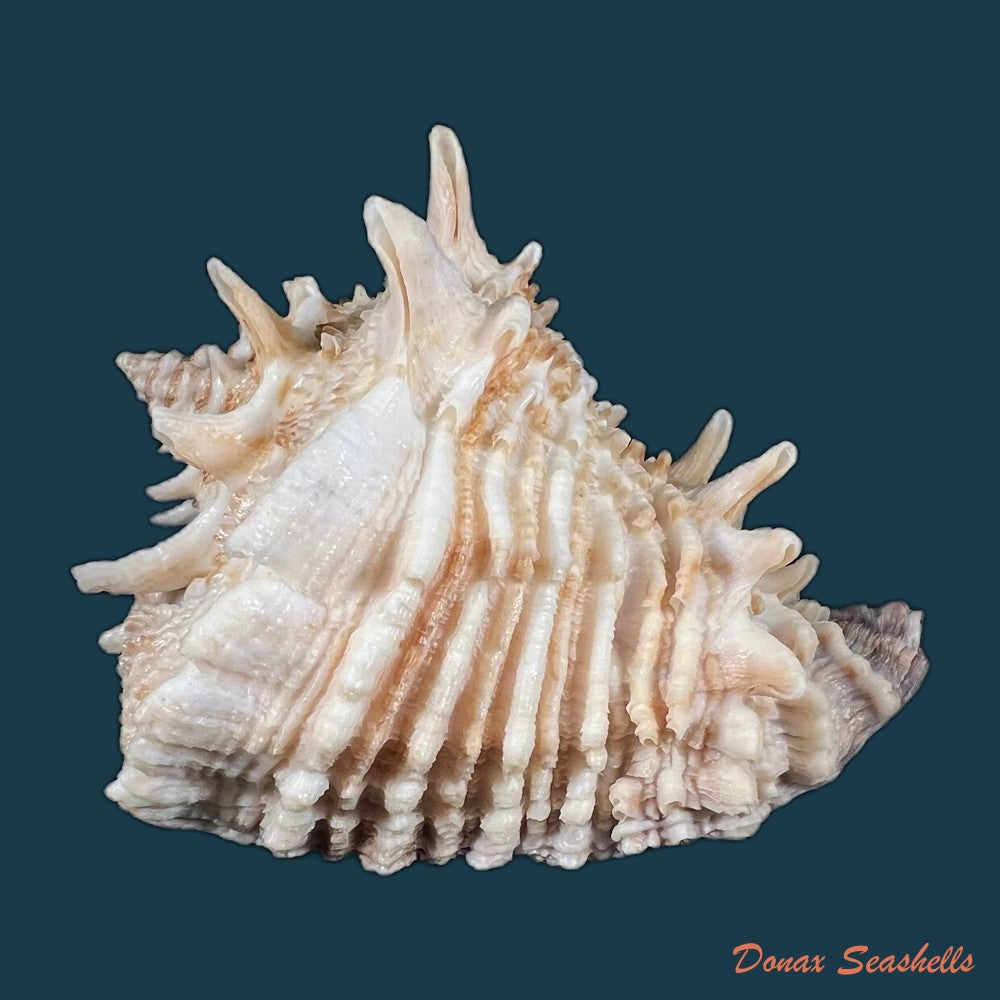 aristovasum-cassiforme-kiener-1840-93-3mm-copia