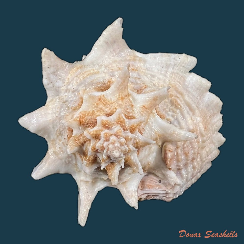 aristovasum-cassiforme-kiener-1840-93-3mm-copia
