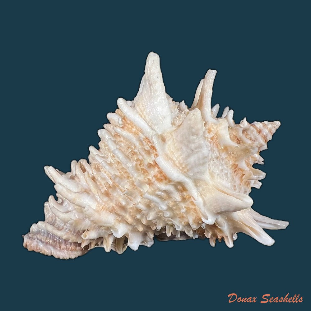aristovasum-cassiforme-kiener-1840-93-3mm-copia