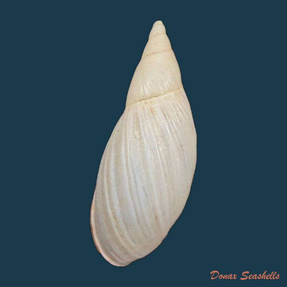 aspastus-miltocheilus-manugiensis-b-rensch-1934-54-1mm-copia