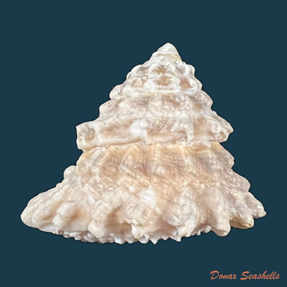 astraea-olfersii-r-a-philippi-1850-39-6mm-copia