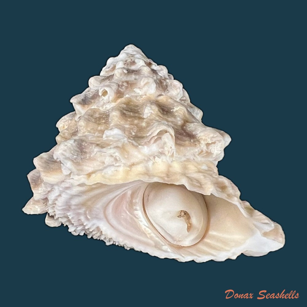 astraea-olfersii-r-a-philippi-1850-39-6mm-copia