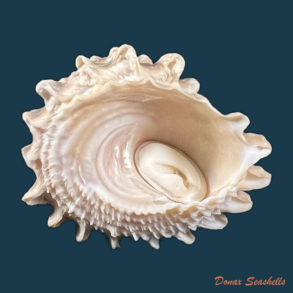 astraea-olfersii-r-a-philippi-1850-39-6mm-copia