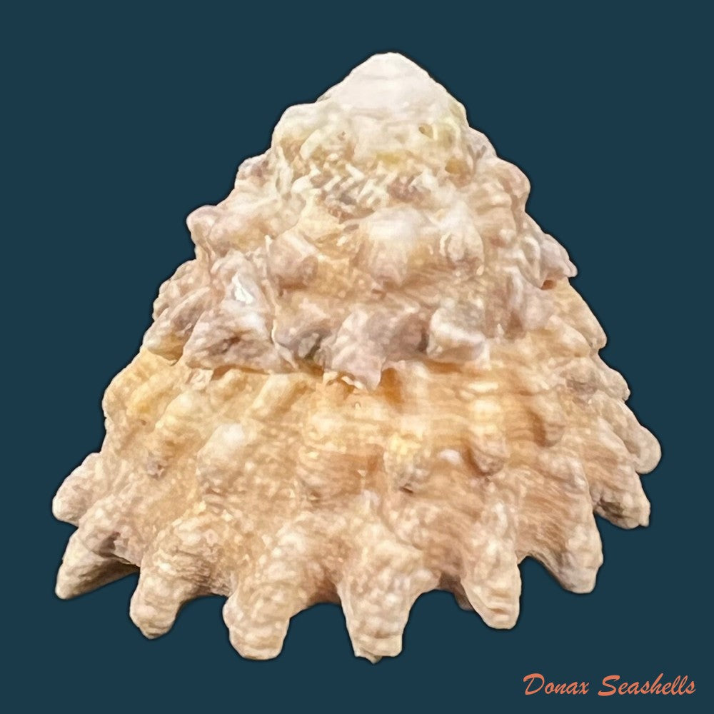 astraea-olfersii-r-a-philippi-1850-41-1mm-copia