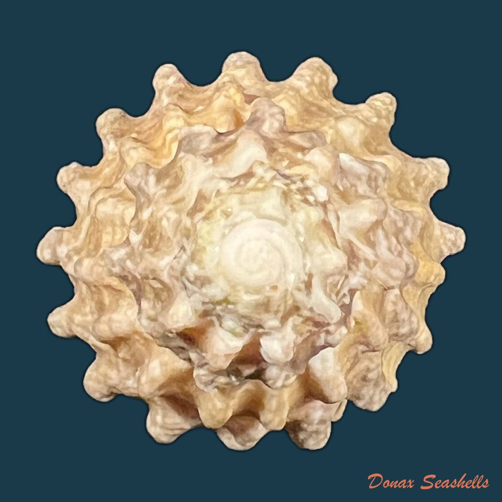 astraea-olfersii-r-a-philippi-1850-41-1mm-copia