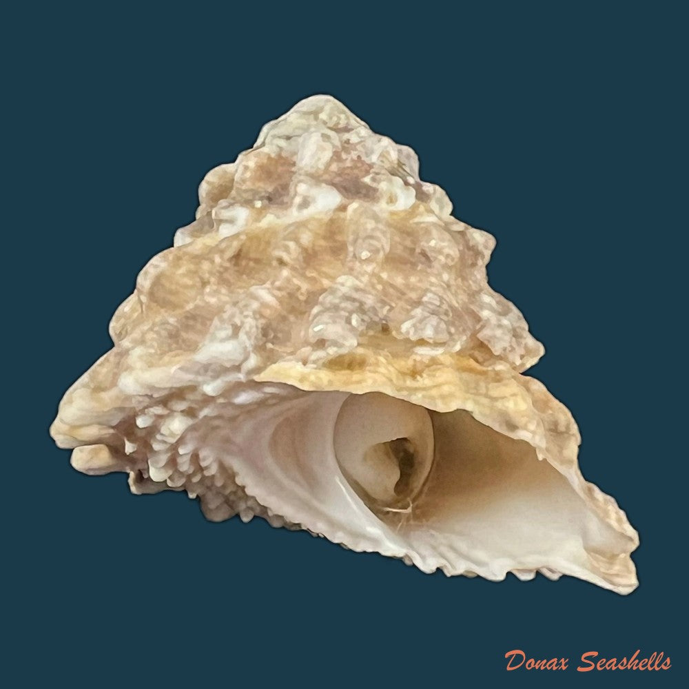 astraea-olfersii-r-a-philippi-1850-41-1mm-copia