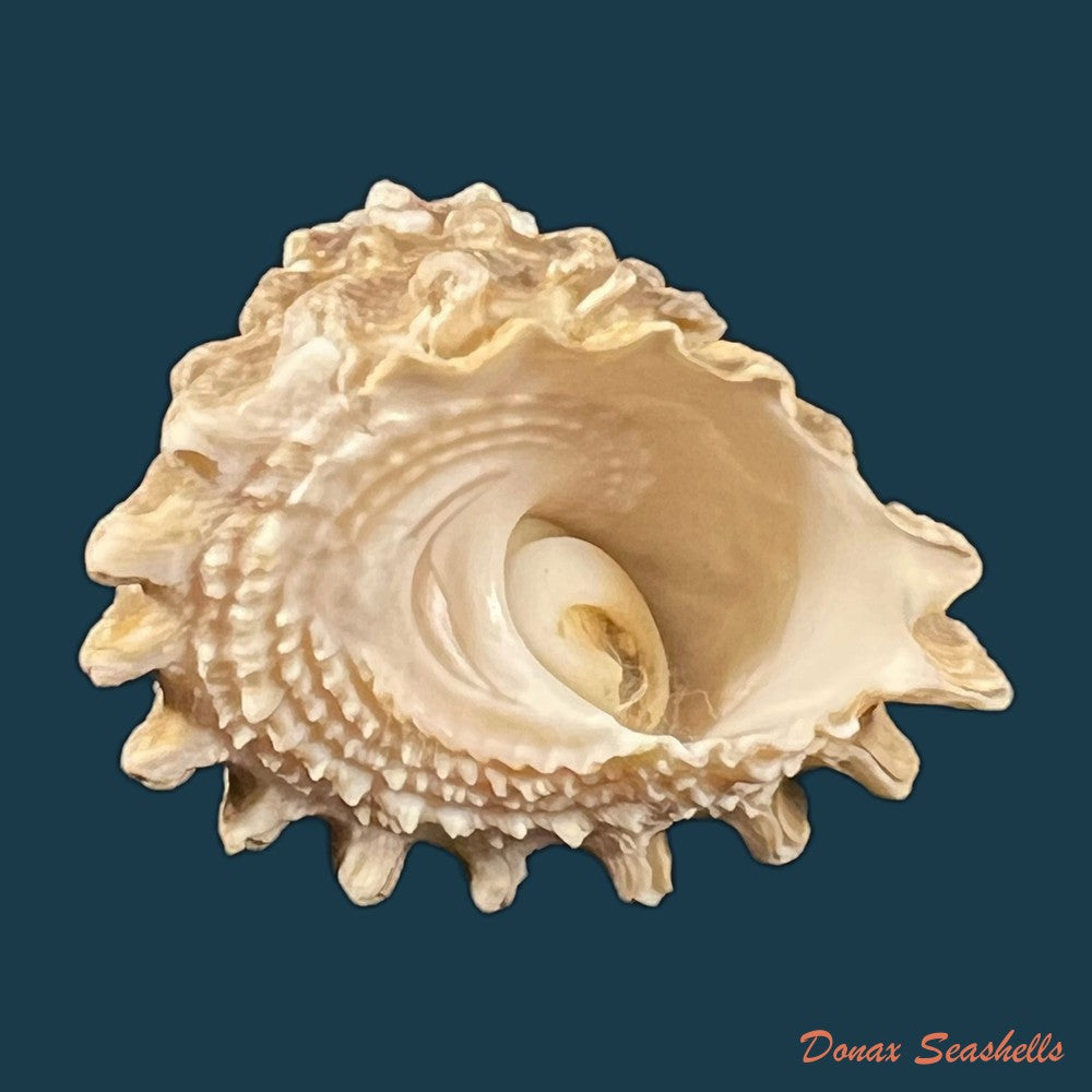 astraea-olfersii-r-a-philippi-1850-41-1mm-copia