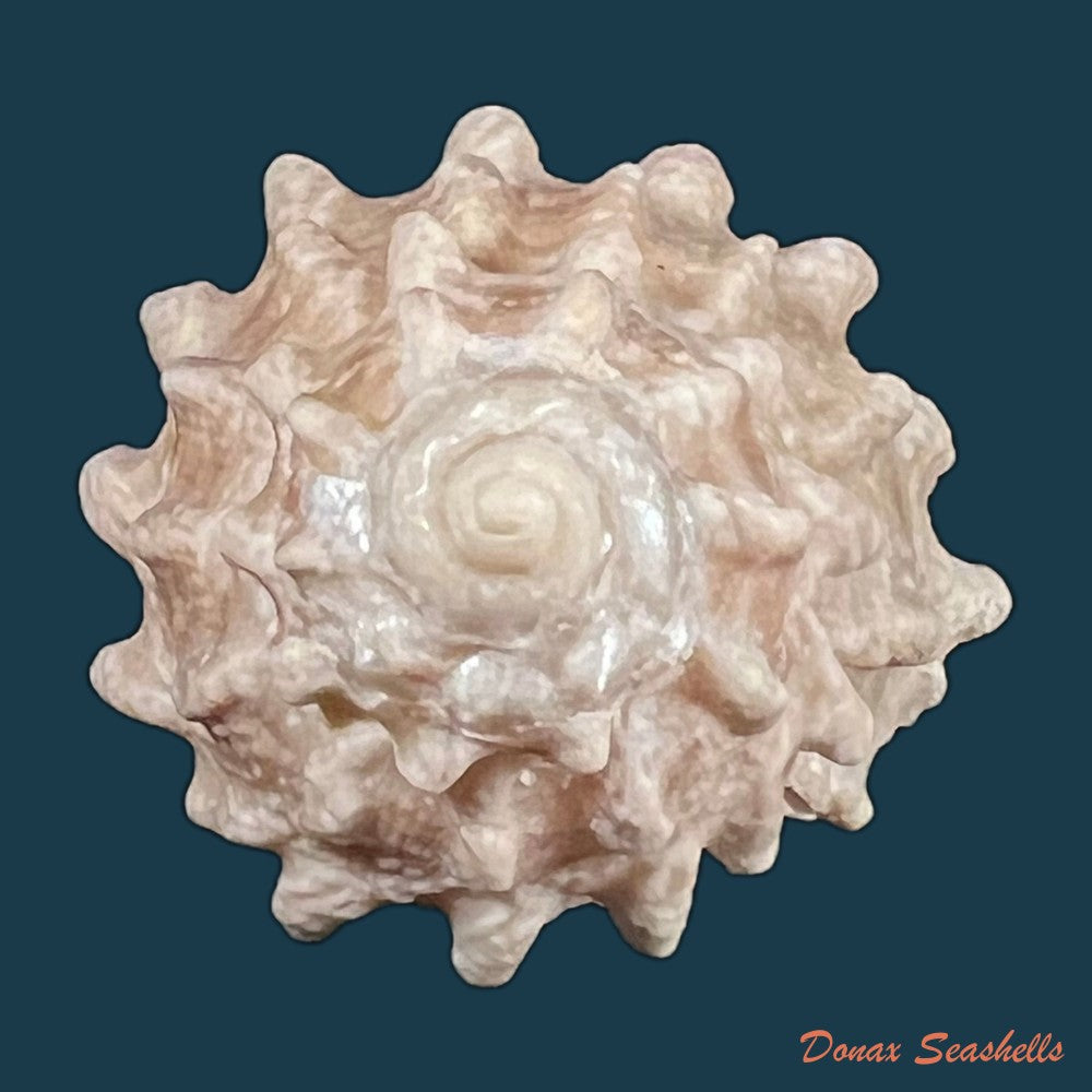 astraea-stellare-gmelin-1791-31-3mm-copia